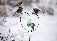 Great tit and blue tit feeding on a fatball in a heart-shaped bird feeder in snow