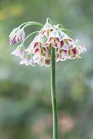 Allium nectaroscordium siculum, June, Suffolk