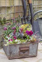 Vintage metal container planted with Viola, Thyme, Ivy, Moss, Fritillaria, Hebe and Euphorbia