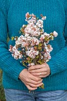 A bunch of fresh cut Viburnum x bodnantense spring blossom held in hand