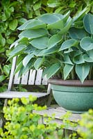 Hosta 'Blue Moon' on the Umpire's Table. The Court, North Ferriby, Yorkshire, UK. Spring, May 2015.
