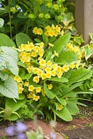 Primula Veris - cowslip. The Court, North Ferriby, Yorkshire, UK. Spring, May 2015.