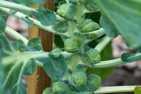 Brussels sprout 'Nelson'
