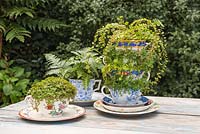 A variety of vintage tea cups planted with Baby's Tears