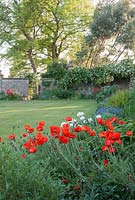 Borders surrounding formal lawn area with Papaver orientale, Centaurea montana and white Rosa 'Madame Alfred la Carriere' overhanging perimeter wall - Ammerdown House, Somerset