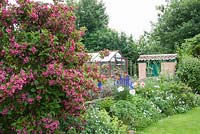 Cottage garden with Weigela, Papaver orientale, Aconitum, greenouse in background