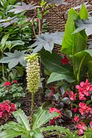 Tropical garden featuring Eucomis, Banana plant and Begonia