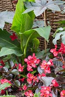 Musa and Begonia in Tropical garden Banana plant 