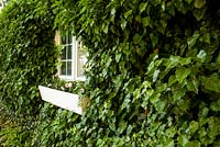 Hedera - ivy covered house with window and windowbox