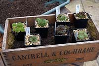 wooden box, succulent container. Place plants in container to decide where they will go and to make sure the compost is the right height.