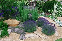 Lavandula angustifolia 'Hidcote' and Thymus praecox in crushed sandstone gravel and rock garden - Vestra Wealth Encore-: A Music Lovers Garden, RHS Hampton Court Palace Flower Show 2015
