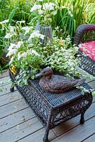Ornamental duck on table with planting of Petunia, Helichrysum 