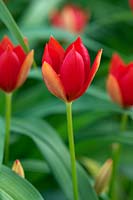 Tulipa sprengeri Trotter's form