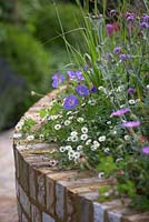 Raised bed with Geranium 'Rozanne', Verbena bonariensis and Erigeron karvinskianus - Squire's Garden Centres: Urban Oasis garden, Hampton Court Flower Show 2015