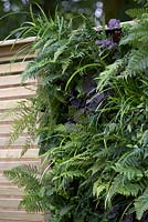 Vertical planting of ferns and heuchera. The Wellbeing of Women Garden. RHS Hampton Court Flower Show 2015. Sponsors: Tattersall Landscapes, London Stone, Jacksons Fencing, Hedgeworx, Tactile Studios.