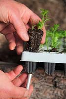 Sowing seeds in modules, removing carrot seedlings from module tray