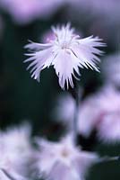 Dianthus superbus - fringed pink