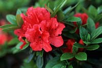 Rhododendron 'Satschiko', syn.  'Geisha Girl'