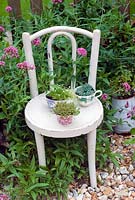 Alpines in cups on vintage childrens chair