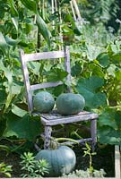 Curcurbita Maxima 'Crown Prince' - Pumpkins on painted chair in vegetable plot