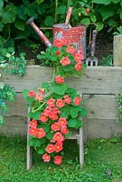 Tropaeolum 'Jewel Cherry Rose' Nasturtium  on wooden steps with painted watering can
