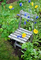 Small wooden chair in raspberry bed with annuals
