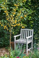 Malus 'Golden Hornet' - Crab apple tree with painted wooden seat