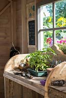 Just Retirement: A Garden For Every Retiree, view of shed interior with wooden potting bench and worktable with herbs, tools, pots and propagation equipment in a shed. branches surrounded by - Designer: Tracy Foster Sponsor: Just Retirement Ltd