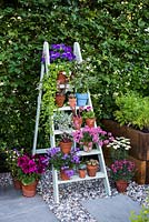 Just Retirement: A Garden For Every Retiree, view of painted old ladder used as shelves with violas, pelargonium, campanula and Sempervivum in flower pots. Designer: Tracy Foster Sponsor: Just Retirement Ltd