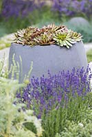 Sempervivum in modern grey concrete pot. Healing Urban Garden - RHS Hampton Court Palace Flower Show 2015
