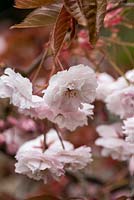 Prunus 'Shirofugen', Japanese cherry, has copper coloured young leaves in spring, and pink buds, opening white and fading to pink, in April.