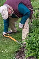 In Spring, Mark Zenick, daylily specialist, propagates daylilies by division. Step 1: choose and mature clump, and break loose with a fork.