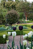 A parterre created from box hedges, filled with santolina, 'Ivory Giant' wallflowers, evergreen standards of Elaeagnus x ebbingei, and Tulipa 'Spring Green' and 'Queen of the Night'. Behind, Acer griseum.