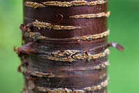 Prunus rufa bark