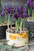 Iris reticulata 'Pixie', winter flowering bulb, in recycled food tin.