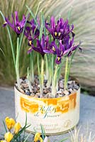 Iris reticulata 'Pixie' in recycled food tin set against backdrop of Stipa tenuissima