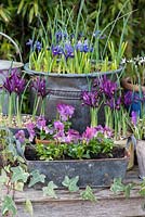 Metal trough of Viola 'Sorbet Pink Ice', in front of Iris reticulata 'Pixie'. Behind, copper pot of Iris reticulata.