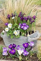 In late winter, a wooden box planted with bulbs: Anemone blanda 'White Splendour', windflower, Crocus 'Ruby Giant' and Iris reticulata 'Pixie'.