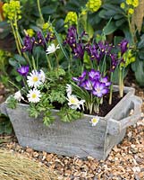 In late winter, a wooden box planted with bulbs: Anemone blanda 'White Splendour', windflower, Crocus 'Ruby Giant' and Iris reticulata 'Pixie'. Set against a backdrop of euphorbia.