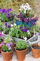 In late winter, a wooden box planted with bulbs: Anemone blanda 'White Splendour' - windflower, Crocus 'Ruby Giant' and Iris reticulata 'Pixie'. Small pots of alpines, Viola 'Sorbet Lilac Ice', periwinkle and Chionodoxa forbesii 'Pink Giant'.