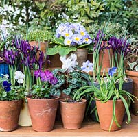 Spring pots of Iris reticulata 'Pixie'. violas, primula, white Cyclamen persicum, Ipheion uniflorum,, saxifrage and ivy.