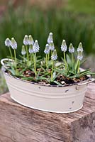 Muscari 'Peppermint', grape hyacinth, a spring flowering bulb with two-tone flowers of pale blue with greenish tips. 