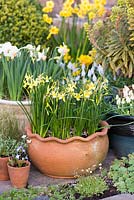 A terracotta container with Narcissus 'Hawera'.