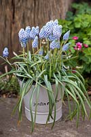 A metal pot planted with Muscari 'Cupido'.