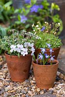 Small terracotta pots with Phlox 'Amazing Grace' and Scilla siberica.