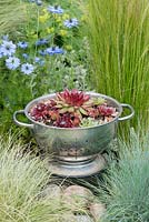 A recycled metal colander planted with echeveria succulents.