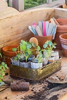 Potting table with tray of young nasturtium plants in newspaper pots.