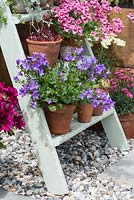 Old wooden painted step ladder used to display pots of campanula, diascia and houseleeks.