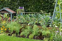 Just Retirement Garden. Raised wooden beds of vegetables. Bed of fennel, tomato and marigolds. Hampton Court Flower Show 2015.