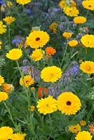 Calendula officinalis and Borago officinalis - Pot marigold and borage - August - Oxfordshire